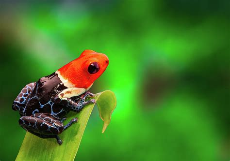 Red Headed Poison Dart Frog Photograph By Dirk Ercken