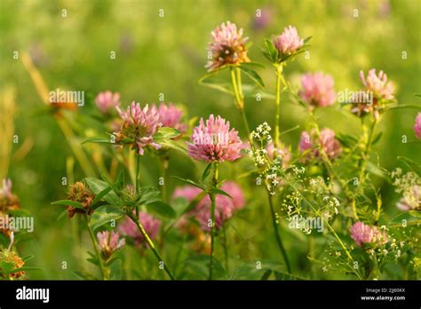 Flowers Of Violet Clover Trifolium Repensthe Plant Is Edible