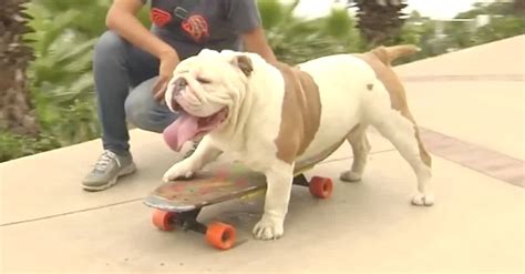 Ive Seen Skateboarding Dogs Before But When I Saw What This Bulldog