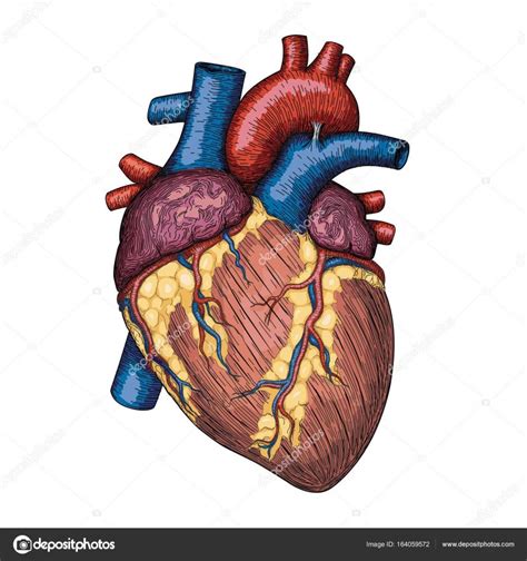 10 Dibujo Corazón Anatómico