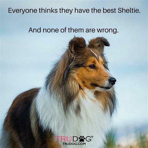 Pin By Vickie Vandoorn On Sheltie Love Two Sheltie Animals Dogs