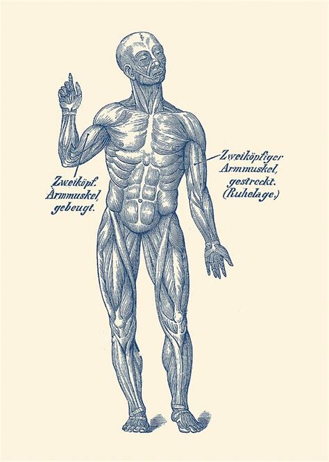 Masters of anatomy is a collection of anatomy action poses and character design books bringing together the work of over 300 famous artists like adam hughes, joe madureira (joe mad), humberto ramos, franciso herrera and others that have worked for disney, dreamworks, pixar, marvel and. German Diagram Arm Muscular System - Vintage Anatomy ...