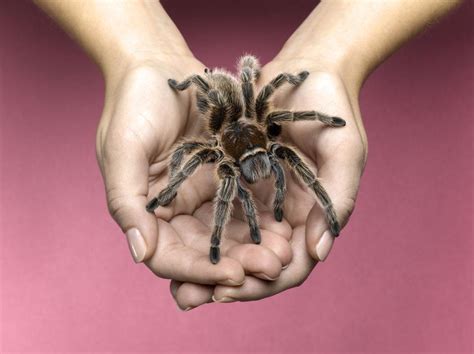 How Long Do Pet Tarantulas Live In 2020 Pet Tarantula Pet Spider