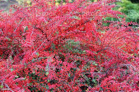 Red Bush Of Berberis Thunbergii Or Japanese Barberry In Autumn Stock