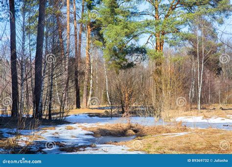 Early Spring Forest Stock Photo Image Of Natural Light 89369732