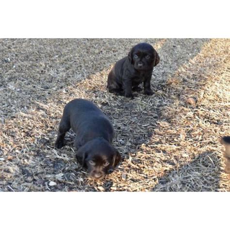 A boykin spaniel has perfect hunting abilities. 4 Boykin Spaniel Puppies available in Columbia, South ...