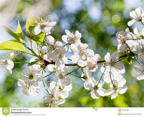Tree Brunch With White Spring Blossoms Stock Image Image Of Bloom