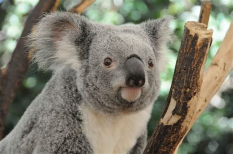 Koalas Seis Fotos Que Te Alegrarán El Día
