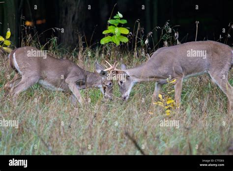 Two Whitetail Deer Bucks Fighting Each Other For Dominance Stock Photo