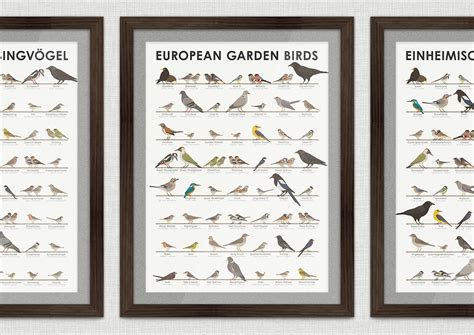 Identification Chart For European Songbirds On Behance