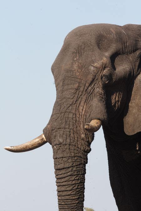 The True Story Of A Namibian Elephants Death Africa Geographic