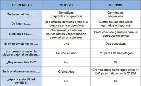 Cuadro Comparativo Mitosis Y Meiosis Cuadros Comparativos Entre