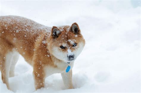 Shiba Inu Playing In The Snow Shiba Inu Shiba Inu