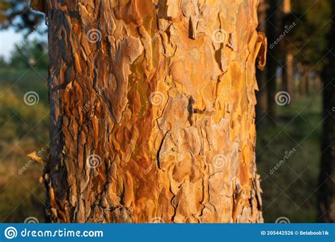 The Trunks Of Pine Trees At Sunset Pine Forest Stock Photo Image Of