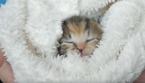 Tiny Cute Kittens Sleeping Videos Viralcats At Viralcats