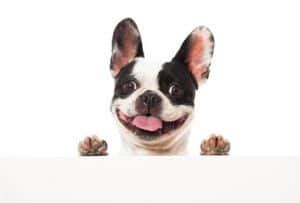 By 1906 the french bulldog was the 5th most popular dog in the united states. Do French Bulldogs Shed? (and How Manageable It Is)