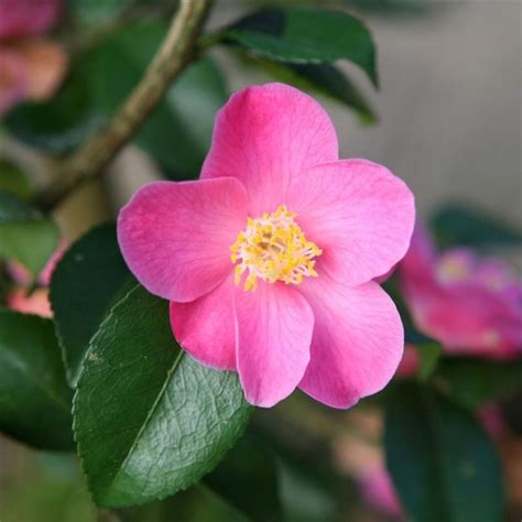 camellia x ‘koto no kaori kiefer nursery trees shrubs perennials