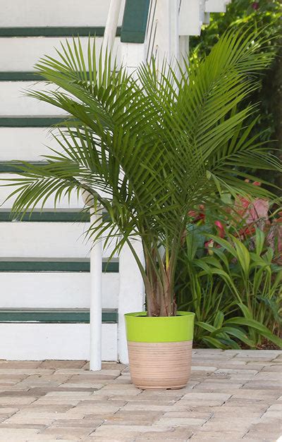 Majesty Palm Plant Care Tips And Tricks For Healthy Growth Ames Farm