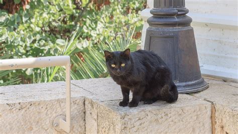 Stray cats door 2 stage 7. 7 Things You Can Do To Help Find Your Lost Or Missing Cat ...