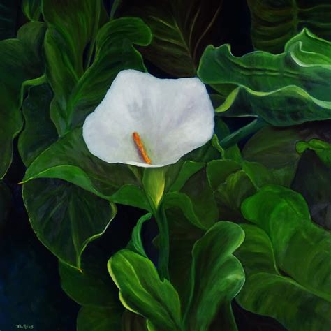 Paintings Calla Lily By V L Rees