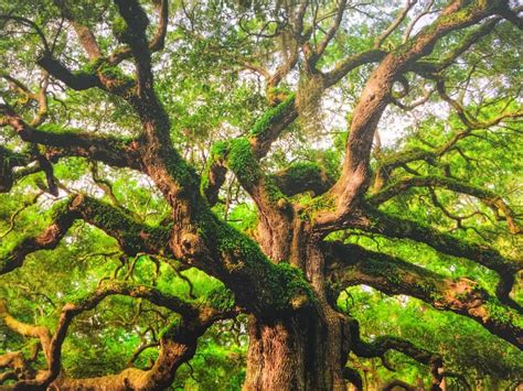 Visiting The Angel Oak Tree In Low Country More Time To Travel