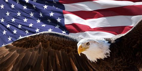 Bald Eagle Flying In Front Of The American Flag Stock Image Image Of