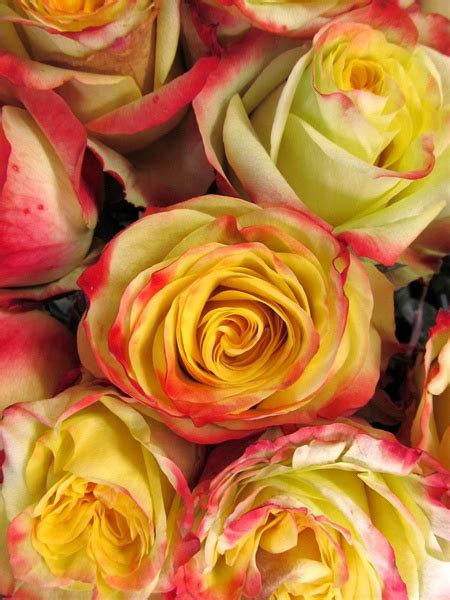Find the perfect rose picture from over 40,000 of the best rose images. Florida - Standard Rose - Roses - Flowers by category | Sierra Flower Finder