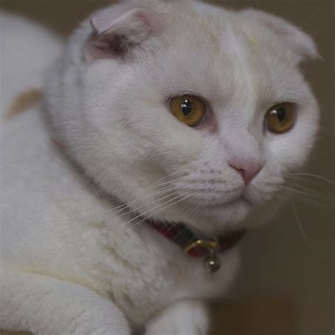 Some pure breeds of cats have unique features that help differentiate them from other breeds and domestic cats. Scottish Fold Cat Pictures and Information - Cat-Breeds.com