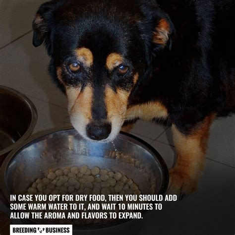 They so life stages too incluing a senior range. 10 Best Low Sodium Dog Foods - Benefits, Brands, Top ...