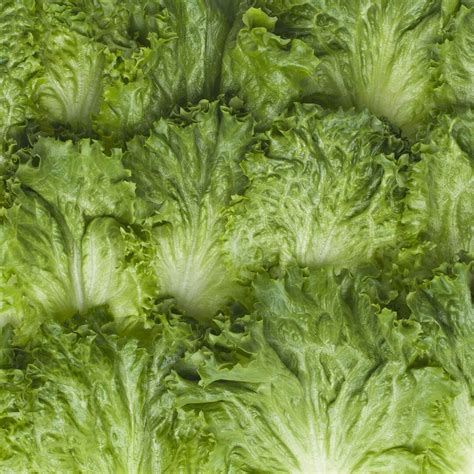 Green Leaf Lettuce Vegetable Facts Taylor Farms
