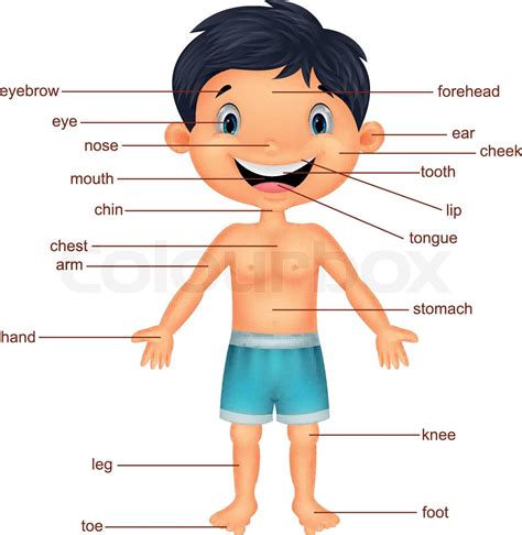 Cartoon Vocabulary Part Of Body Stock Vector Colourbox