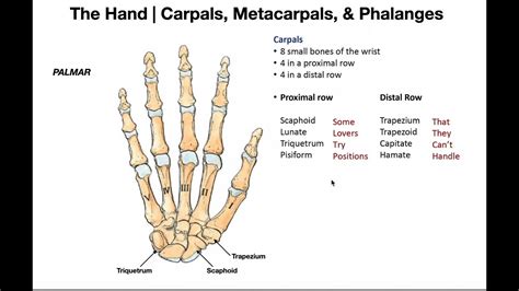 Bones And Joints Of The Hand Youtube