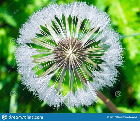 Dandelion Seeds With Drops Of Dew Stock Photo Image Of Freshness