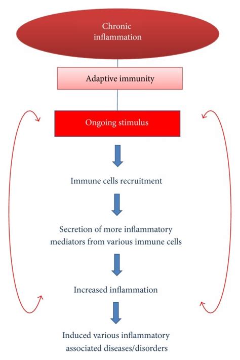Steps Involved In The Chronic Inflammatory Processes And Their