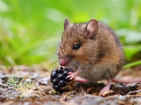 Comment Se D Barrasser Des Mulots Dans Le Jardin Techniques Inoffensives Pour Sauver Le