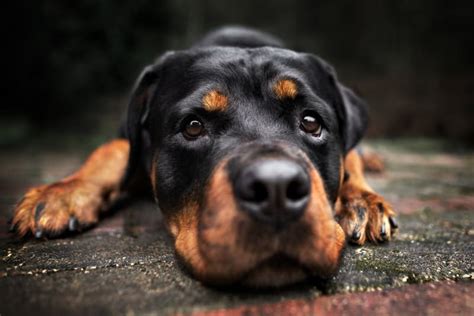 How To Treat Pneumonia In Dogs Modesto Vets