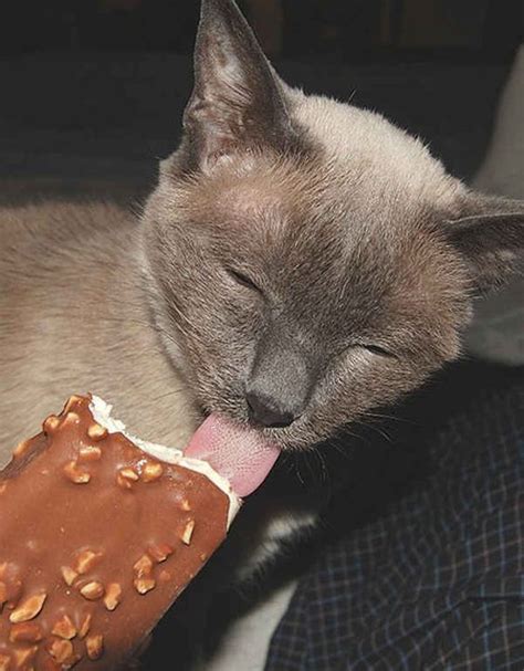 This is my favorite icecream in the whole wide world. Can Cats Eat Ice Cream? Is Ice Cream Safe For Cats | Cat ...