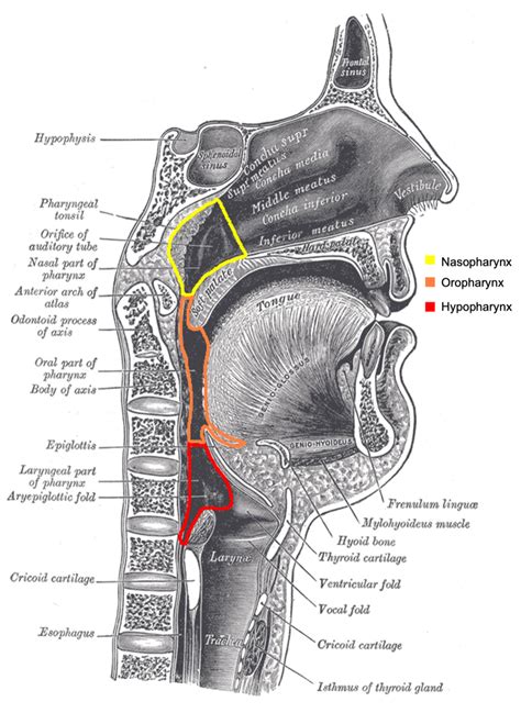 The Pharynx Nasopharynx Oropharynx Laryngopharynx