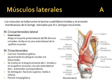 Anatomia De La Laringe