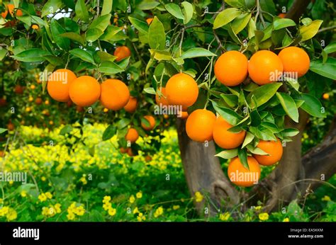 Tree With Oranges Stock Photo Alamy