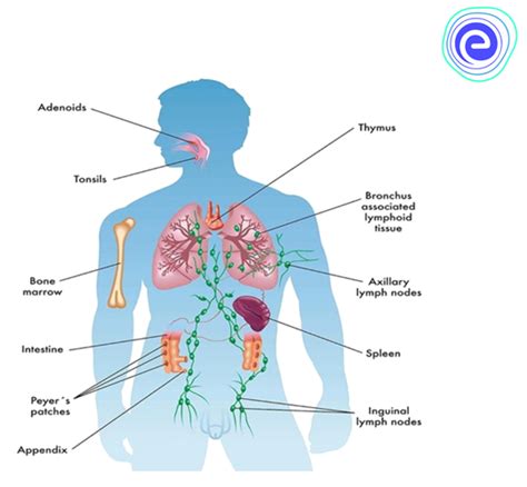 Immune System Functions Diagrams And Disorders Embibe
