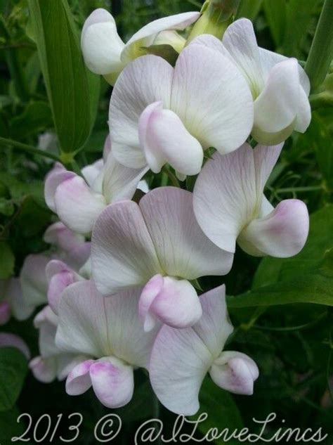 Love This Perennial Sweetpea Just Wish It Was Scented Love Flowers
