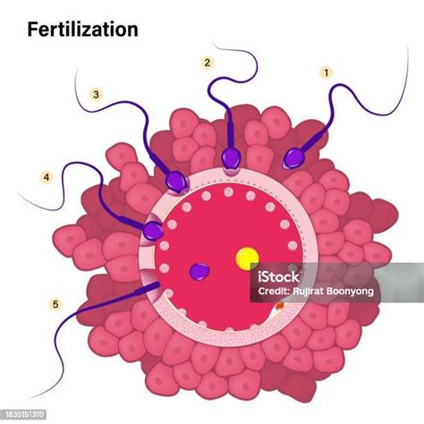 Ilustración De Proceso De Fertilización Humana La Unión De Un Óvulo