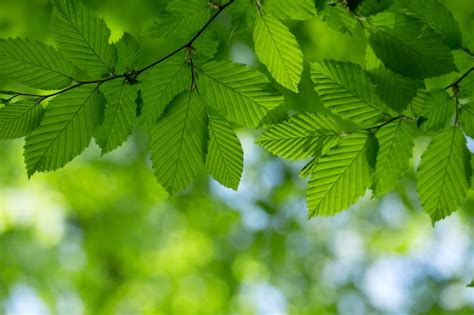 Premium Photo Green Leaves Background In Sunny Day