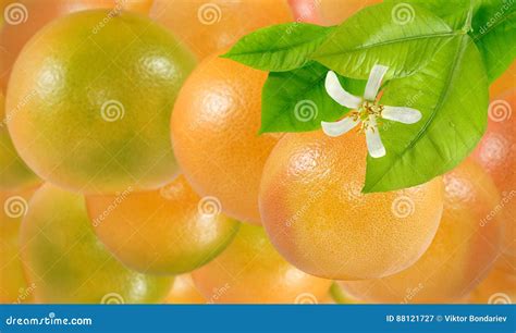 Image Of Many Delicious Ripe Oranges Closeup Stock Image Image Of