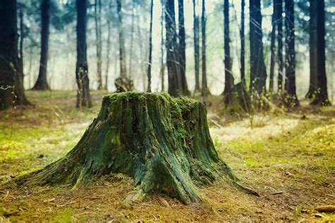 How To Rot A Tree Stump — Our Tips To Do It Fast That Work