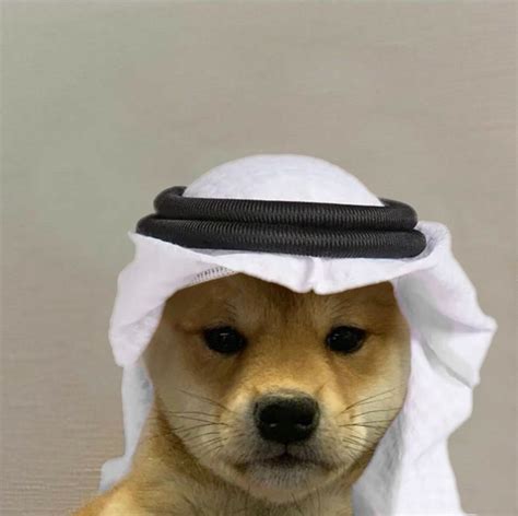 Habibi Dog White Edition