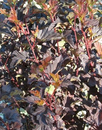 Ninebark is a cold hardy, tough, native shrub for mixed borders. Coppertina Ninebark | Miller Nursery
