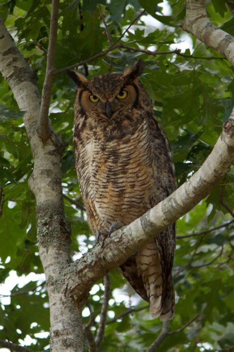 Take 5 Great Horned Owls Mass Audubon Your Great Outdoors