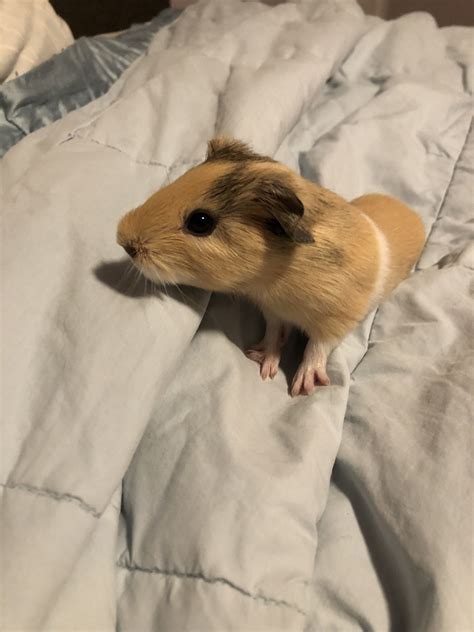 We offer unique micro pig experiences at our beautiful petting farm in amersham, buckinghamshire. Pet Guinea Pigs For Sale Near Me